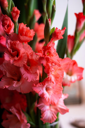 Pink gladiolus sword lily bouquet indoor closeup