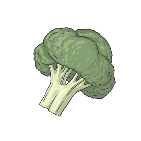 Broccoli Healthy Food Illustration Hand drawn styleのイラスト素材
