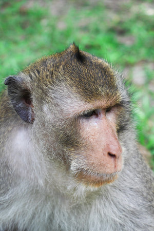 portrait monkey on a background of green grass Russia