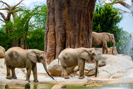 African Elephant Bioparc, Valencia, Spainの写真素材