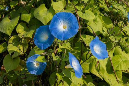 Beautiful blue flower in garden,Milan, Italyの写真素材