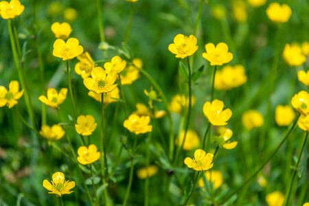 Wild yellow flowers growing on green meadowの写真素材