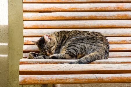 Sleeping cat lying over a wooden bench in Barcelona. Spain.の写真素材