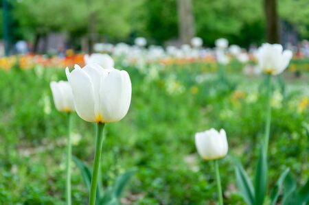 White tulips on a blurred backgroundの写真素材