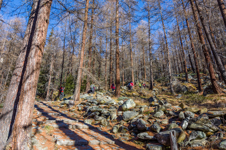 Group of hikers trekking in the mountains of the Alps. The trekkers are going through a forest in Val dâAyas on Valle d'Aosta. Italyのeditorial素材
