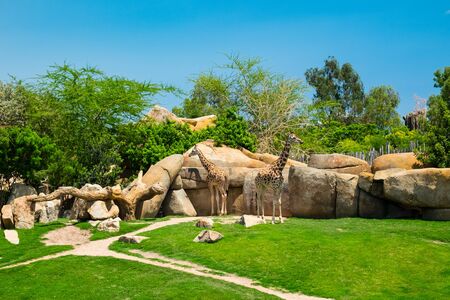 The giraffe is a genus of African artiodactyl mammal to which four species belong; it is the tallest living terrestrial animal, as well as the largest ruminant. Its most striking main features are the extremely long neck and legs, the horn-like ossicones and the peculiar coloring of the coat.の写真素材