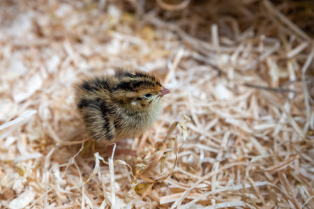 newborn quail chick among the straw