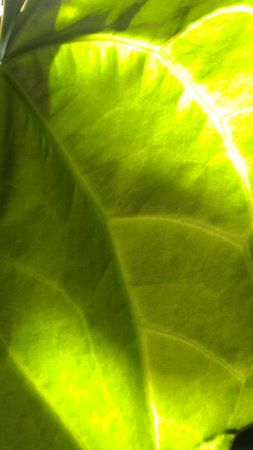 The refraction of sunlight on  Anthurium crystallinum leaf