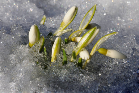 Delicate buds of snowdrops galanthus in the spring melted snowの写真素材
