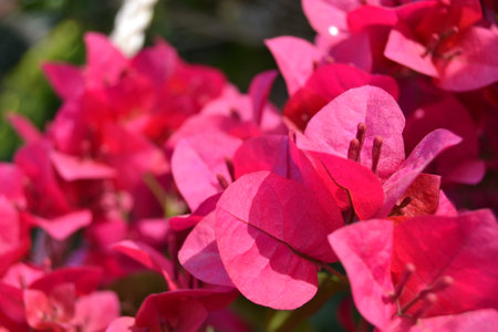Spring is the perfect time to rejoice and enjoy the beauty of nature; it is the time when beautiful flowers blossom and beautify the whole world around them with their delicate feel.の写真素材