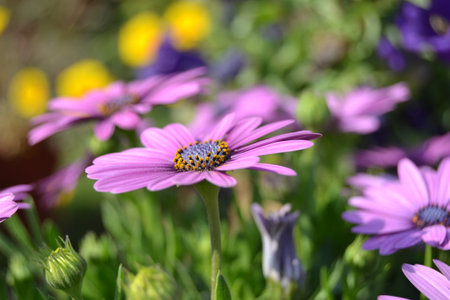 Spring is the perfect time to rejoice and enjoy the beauty of nature; it is the time when beautiful flowers blossom and beautify the whole world around them with their delicate feel.の写真素材