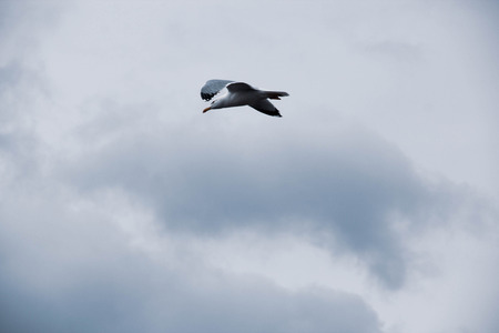 Flying Highの写真素材