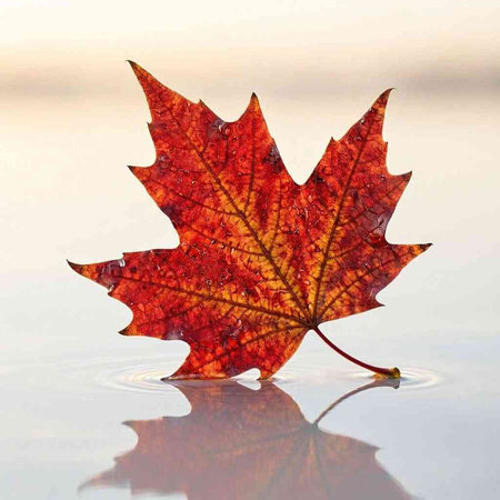 Autumn maple leaf on a white background with ripples and reflection