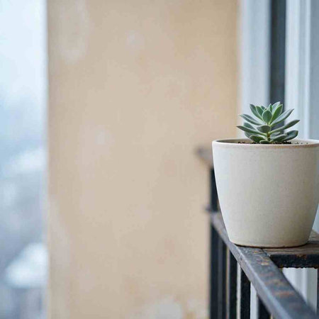 Small succulent plant in a pot on a balcony in winter.