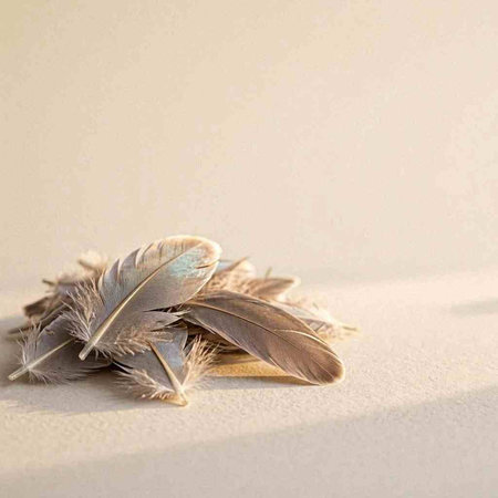 Feathers on a white background. Place for your text.