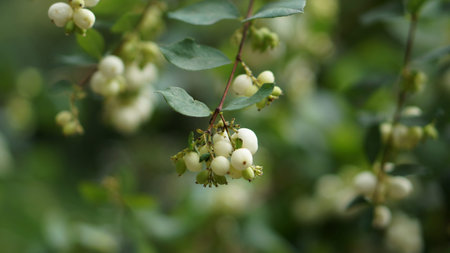 green leaves and beige berries
