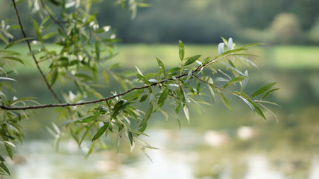 Green leaves and pond as background