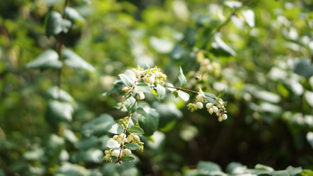 green leaves and beige berries