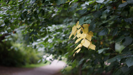 park alley and trees with yellow foliage
