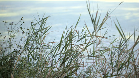 grass bush on the pondの写真素材