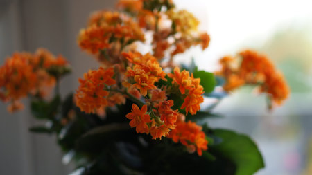 orange flowers