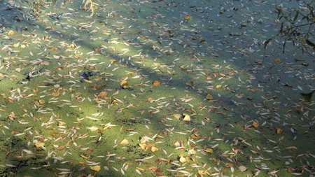 An old pond and autumn foliageの写真素材