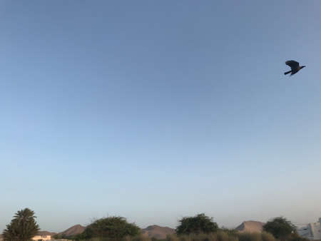 crow flying at beach of muscat at evening sunsetのeditorial素材