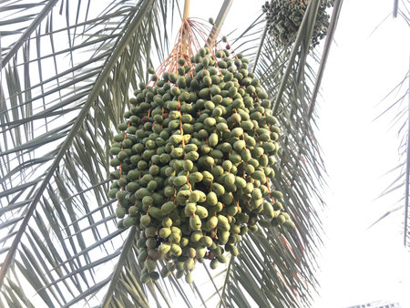 Palm tree with its dates became big in summer season before the stage of fruit in farms