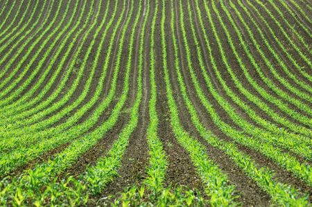 	Arable land.	Waves of land. の写真素材