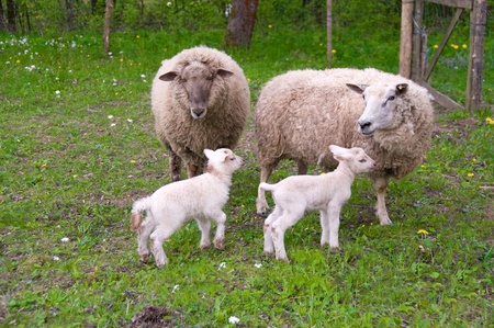 A pair of sheep and a couple of lambs on pasture.の写真素材