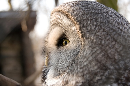 The owl is a symbol of wisdom.の写真素材