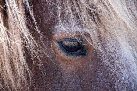 The horse looks sad. Eye of a horse.の写真素材
