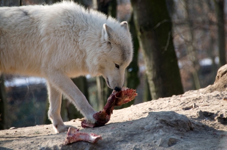 Polar wolf eats meat.の写真素材