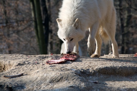 Polar wolf eats the meat on top of a hill.の写真素材