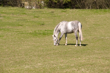 Gray dapple horse   grazing in the meadow. の写真素材