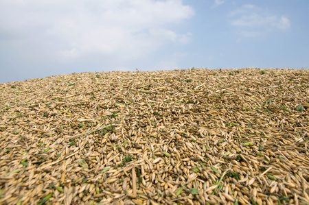 A pile of unhulled grains.   Rich harvest.の写真素材