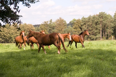 Horse runs across the meadow. Hanoverian breed.の写真素材