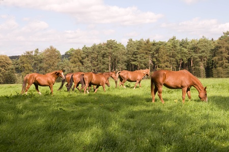 Horses graze in the pasture.の写真素材