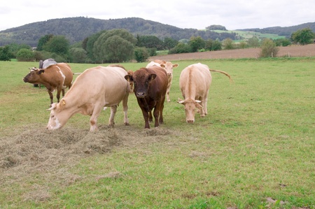Cows graze and eat hay in the pasture.の写真素材