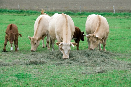 Cows graze and eat hay in the pasture.の写真素材