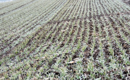 Field of frozen new wheat. の写真素材