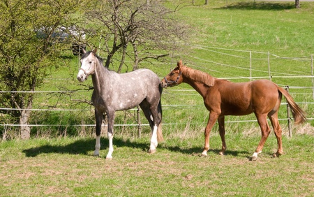 Gray dapple horses go to pasture.の写真素材