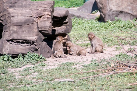  Japanese macaque  babies ( Macaca fuscata)の写真素材