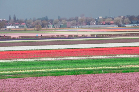Fields of tulips and hyacinths in the Netherlands  の写真素材