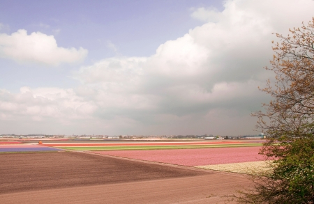 Fields of tulips and hyacinths in the Netherlands  の写真素材