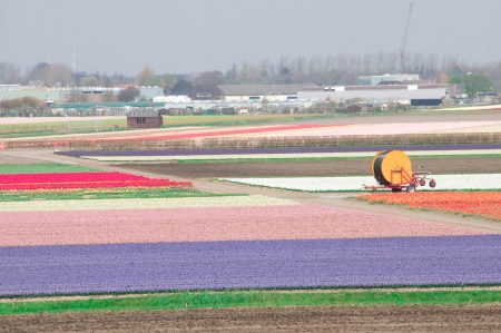Fields of tulips and hyacinths in the Netherlands with system for irrigation の写真素材