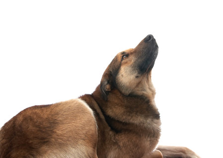 Dog on the white backgroundの写真素材