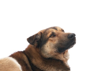 Dog on the white backgroundの写真素材