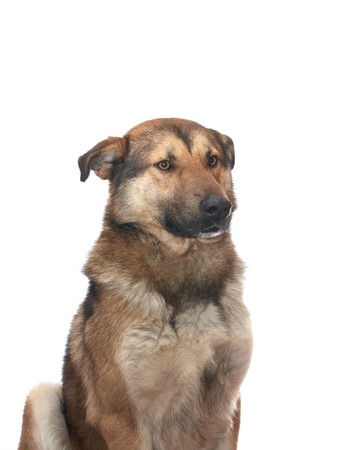 Dog on the white backgroundの写真素材