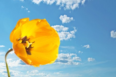 Yellow isolated tulp over the skyの写真素材